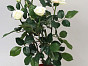 Роза сентябрьская Швеция, материал пластик, доп. фото 1