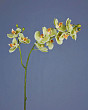 Орхидея Фаленопсис светлый лайм ветвь двойная