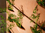 Контейнер для выращивания ORTOVASO San Rocco Италия, материал глина Галестро, доп. фото 5
