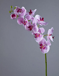 Орхидея Фаленопсис мидл белая с сиреневыми крапинами , материал 