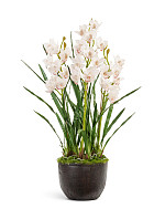 Орхидея Цимбидиум куст белый