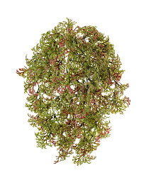 Ватер-грасс (Рясковый мох) куст зелёный с бордо , материал 