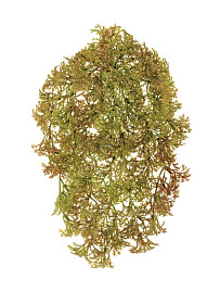 Ватер-грасс (Рясковый мох) куст светло-коричнево-зелёный , материал 
