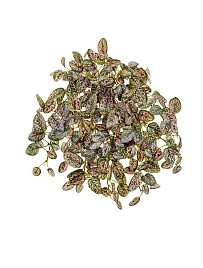 Дэнс Хипоэстес розово-зелёный ампельный , материал 