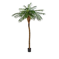Финиковая пальма де Люкс