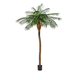 Финиковая пальма де Люкс Бельгия, материал 