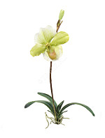 Орхидея Венерин Башмачок белый/лайм с листьями и корнями