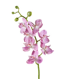 Орхидея Фаленопсис Элегант розово-белая , материал 