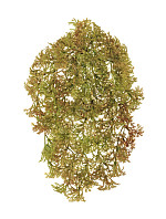 Ватер-грасс (Рясковый мох) куст светло-коричнево-зелёный