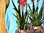 Кашпо для орхидей MUSCHEL Fleur Ami Германия, материал файбергласс, доп. фото 6
