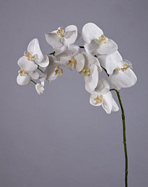 Орхидея Фаленопсис белая , материал 