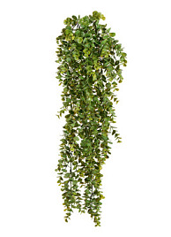 Эвкалипт зелёный большой куст ампельный Нидерланды, материал 
