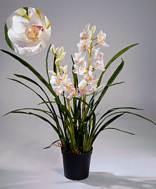 Орхидея Цимбидиум белая куст в кашпо 2 ветки , материал 