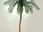 Финиковая пальма де Люкс , материал , доп. фото 1