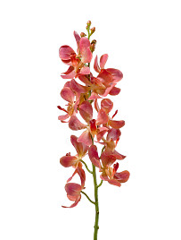 Орхидея Дендробиум кораллово-розовая , материал 