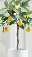 Как ухаживать за лимонным деревом