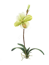 Орхидея Венерин Башмачок белый/лайм с листьями и корнями , материал 
