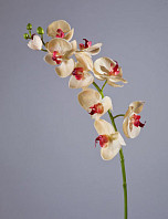 Орхидея Фаленопсис мидл бледно-золотистая с бордо