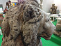 Скульптура Leone gigante Italgarden Италия, материал композитный мрамор, доп. фото 4