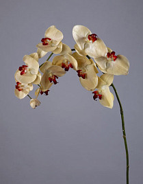 Орхидея Фаленопсис бледно-золотистая с бордо Нидерланды, материал 