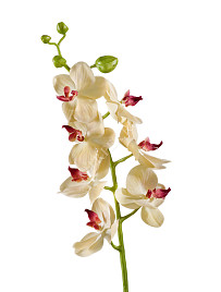 Орхидея Фаленопсис Элегант бледно-золотист. с бордо Нидерланды, материал 